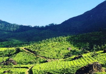 Kochi to Munnar Road Trip: Best Route, Stops & Travel Tips